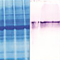 Data showing the use of kits to copurify DNA, RNA or protein
