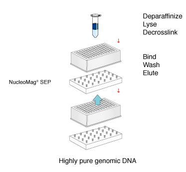 Overview of the NucleoMag DNA FFPE workflow