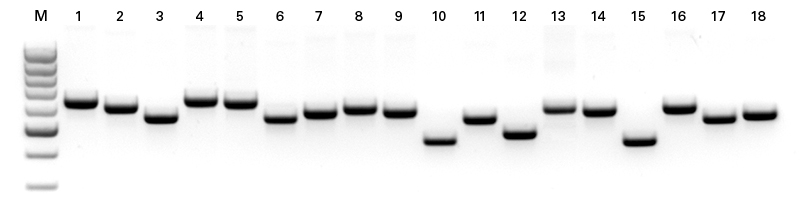 Purify DNA from a huge variety of plants