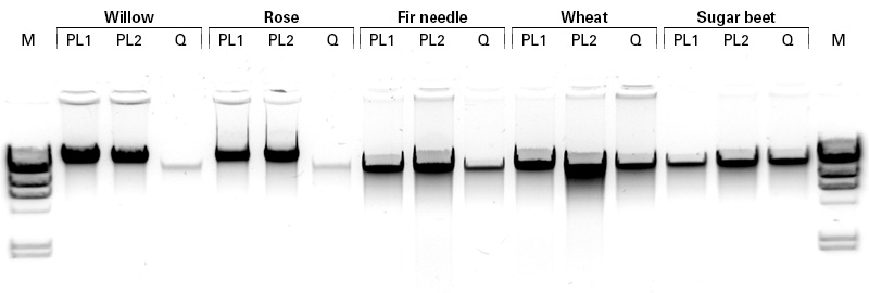 NucleoSpin Plant II Maxi comparison of genomic DNA isolation from different samples