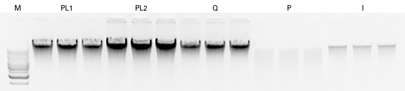 NucleoSpin comparison to competitor kits