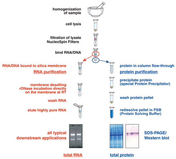 Extraction of RNA and protein from a single sample using a simple workflow