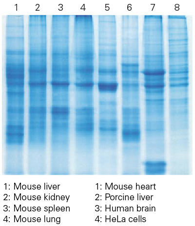 Total protein from various tissues