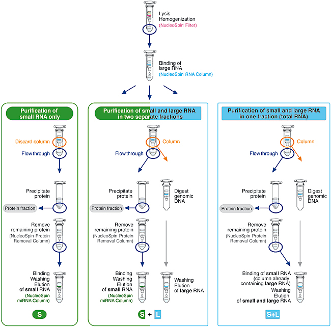 NucleoSpin miRNA flowchart