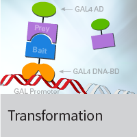 Two options for yeast transformation depending on your needs