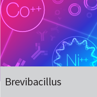 A complete system and a variety of accessory tools for protein expression in insect host cells.