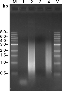 SMART cDNA synthesis generates high-quality, complex, representative libraries.
