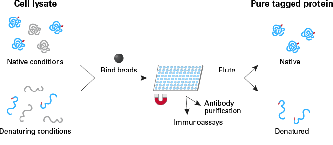 Magnetic for purification