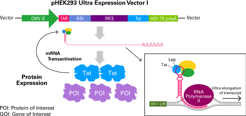 Vectors for ultra-high protein expression in mammalian cells