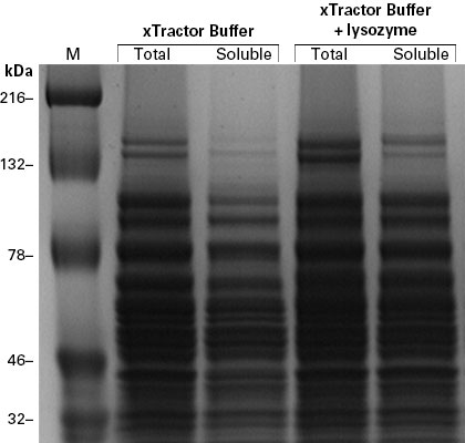 Improved recovery of high molecular weight proteins when using the components included in the xTractor Buffer kit