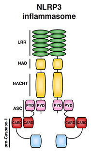 NLRP3 inflammasome