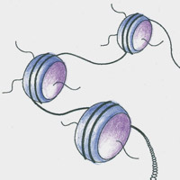 Chromatin mapping using the ICELL8 system