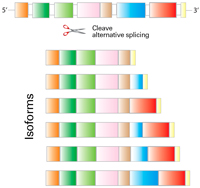 Isoform analysis