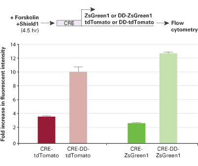 DD-Fluorescent Protein promoter reporters provide a much greater fold increase in signal intensity than traditional fluorescent protein reporters, which do not contain the DD