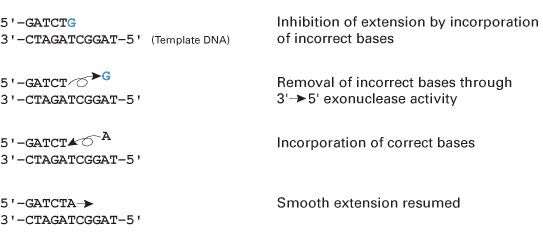 Removal of incorrectly incorporated bases by 3' to 5' exonuclease activity