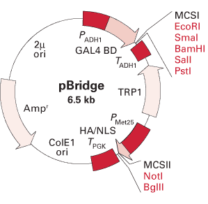 pBridge Three-Hybrid Vector map