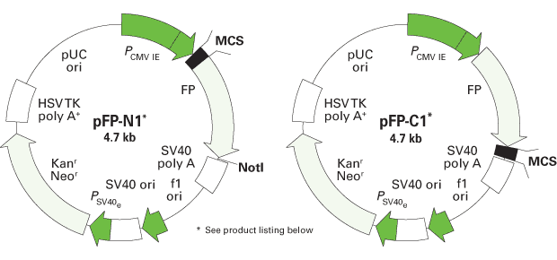 Schematic for fluorescent fusion protein vectors