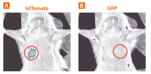 tdTomato, but not GFP, can be detected in the SCID mouse cadaver phantom model