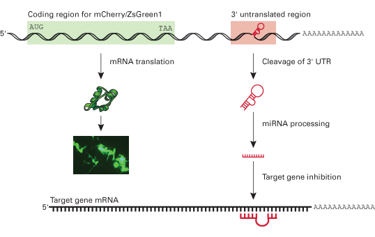 The pmR-mCherry and pmR-ZsGreen1 vectors will coexpress a fluorescent protein and a miRNA sequence that is embedded in the 3' UTR of the vector’s mRNA transcript