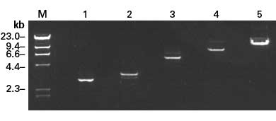 Amplification of various large templates using Advantage 2 Polymerase Mix