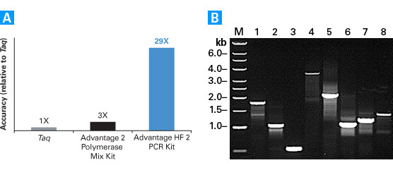 Amplification with the Advantage HF 2 PCR Kit