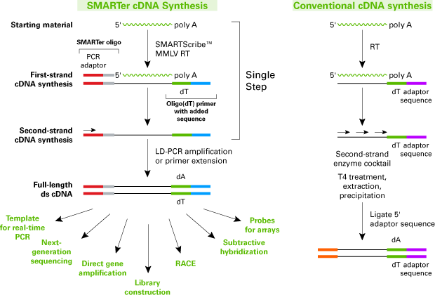 SMART(er) cDNA synthesis compared to conventional cDNA synthesis