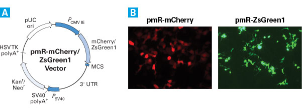 The pmR-mCherry and pmR-ZsGreen1 Vectors