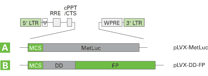 Lenti-X chemiluminescent and fluorescent reporter vectors