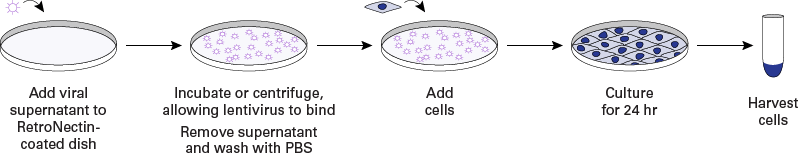 Schematic protocol for infecting target cells using RetroNectin