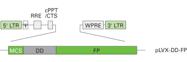 Lentiviral on-demand fluorescent reporter vectors