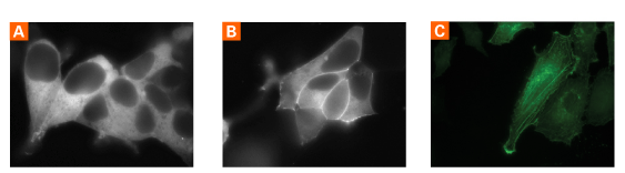 Use of AcGFP1 for fusions and fluorescence microscopy applications