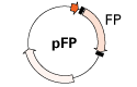 Basic fluorescent protein vector map