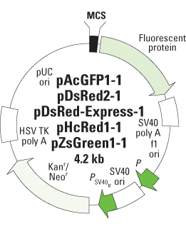 Vector map for promoterless fluorescent protein vectors AcGFP1-1, DsRed2-1, DsRed-Express-1, HcRed1-1 and ZsGreen1-1