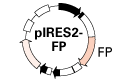 Map of the fluorescent pIRES2 bicistronic expression vectors