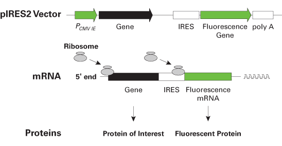 Expression of two proteins from a single mRNA transcript