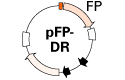 Vector map for destabilized fluorescent protein vectors pDsRed-Express-DR, pHcRed1-DR, and pZsGreen1-DR