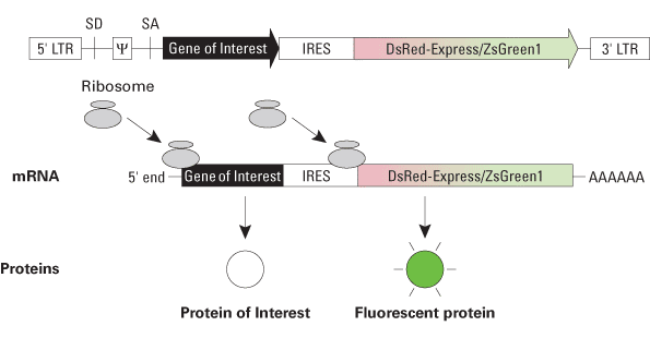 Mechanism of IRES bicistronic expression from Retro-X retroviral vectors