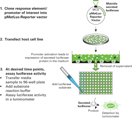 Flow chart of the Ready-To-Glow Secreted Luciferase Reporter System