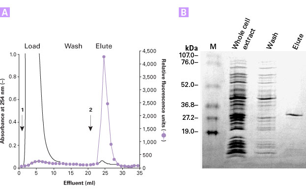 FPLC purification of HAT-tagged protein with TALON Superflow