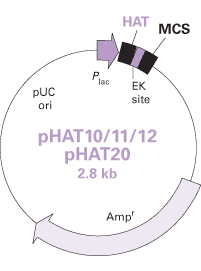 pHAT10/11/12 and pHAT20 Vector maps
