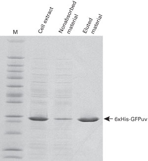 SDS-PAGE of TALON CellThru Resin purified proteins