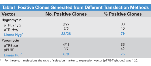 Cotransfection of a hygromycin or puromycin linear selection marker achieves a higher number of positive clones than using either a single response vector containing a selection marker, or cotransfecting with a circular selection marker