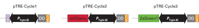 Inducible expression of two proteins of interest, one with a DD tag and one induced by tetracycline