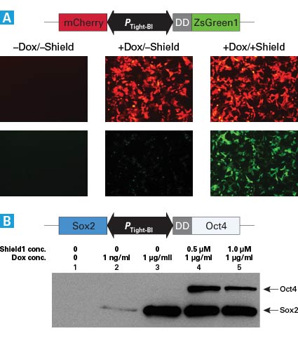 Independent inducible expression of two proteins in HEK 293 cells is shown for red and green fluorescent proteins and also for Sox2 and Oct4 