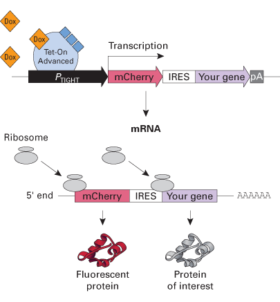 Monitor inducible expression using mCherry