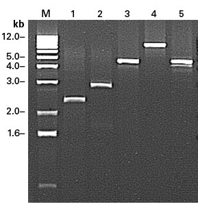 Generation of full-length cDNA by end-to-end amplification from adaptor-ligated ds cDNA