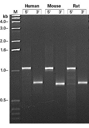 Marathon RACE products obtained using G3PDH primers to amplify Marathon-Ready Human, Mouse, and Rat Heart cDNAs