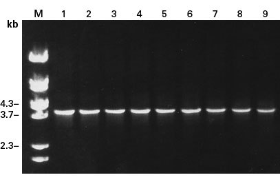 The Diversify PCR Random Mutagenesis Kit amplifies fragments as large as 4.0 kb