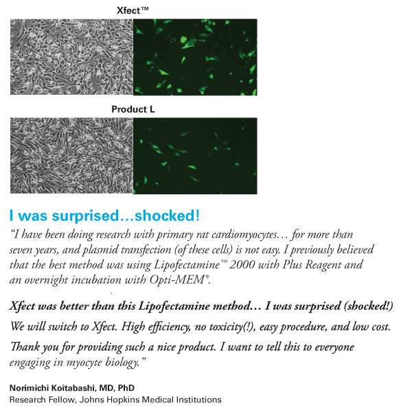 Customer testimonial: transfection of primary rat cardiomyocytes with Xfect Transfection Reagent