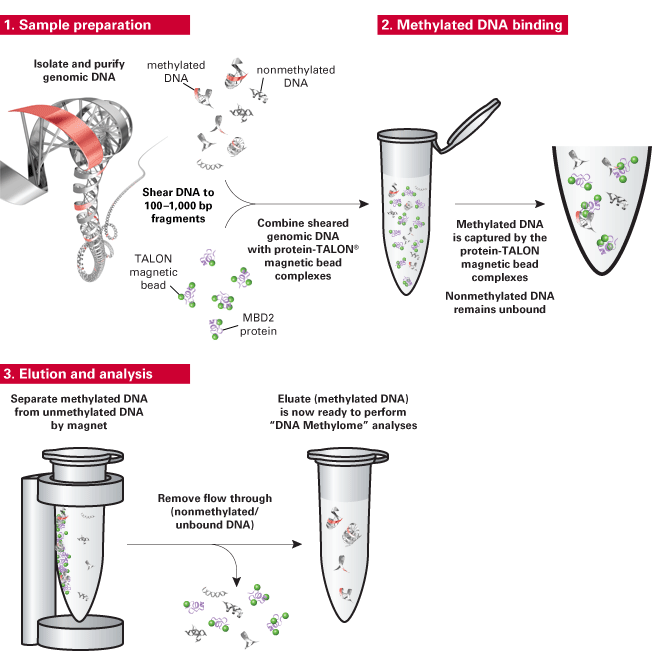 Methylated DNA enrichment protocol overview